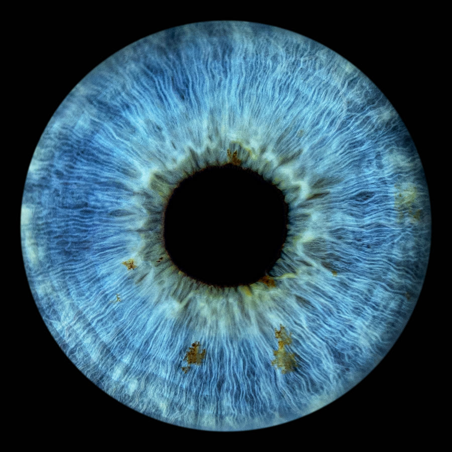 A grey-blue iris
