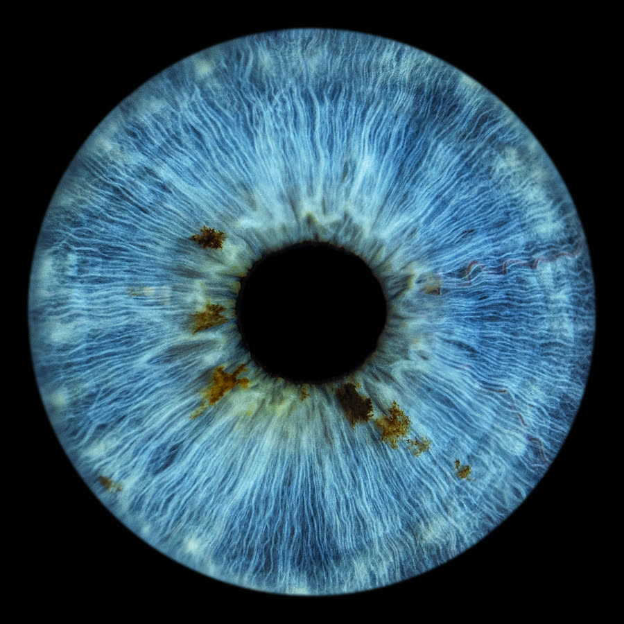 A steel-blue iris with scattered amber flecks