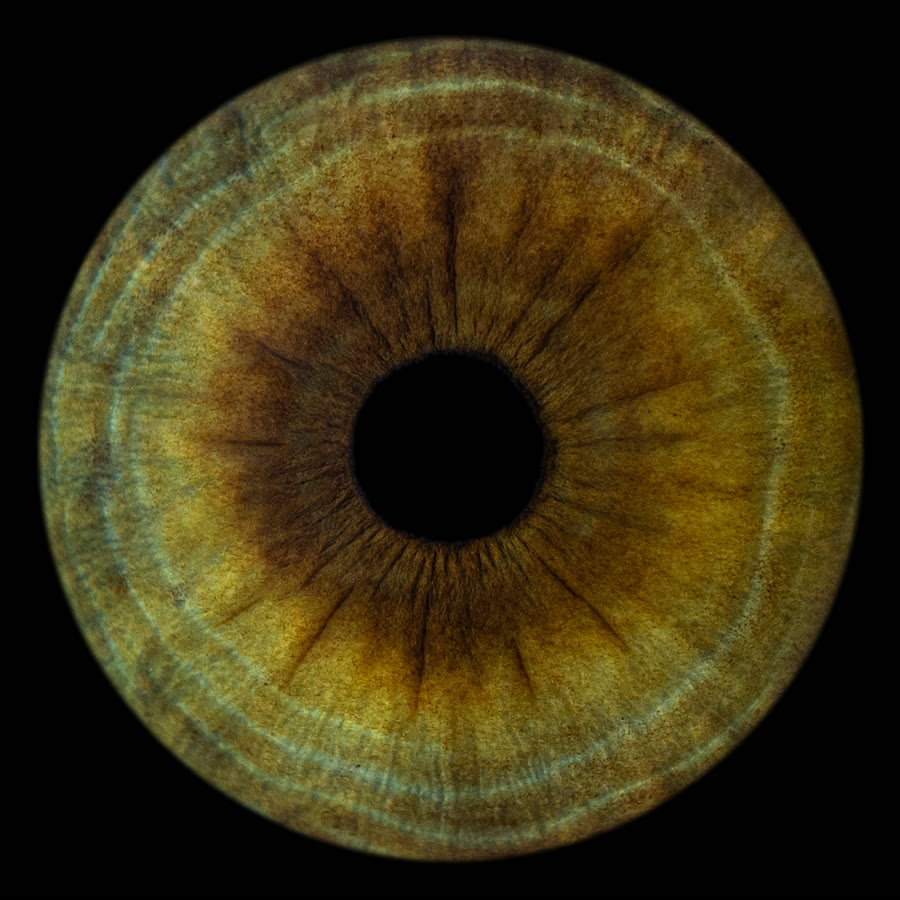 A honey-brown iris