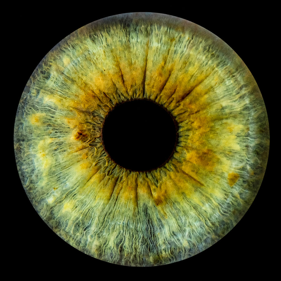 A green and gold iris