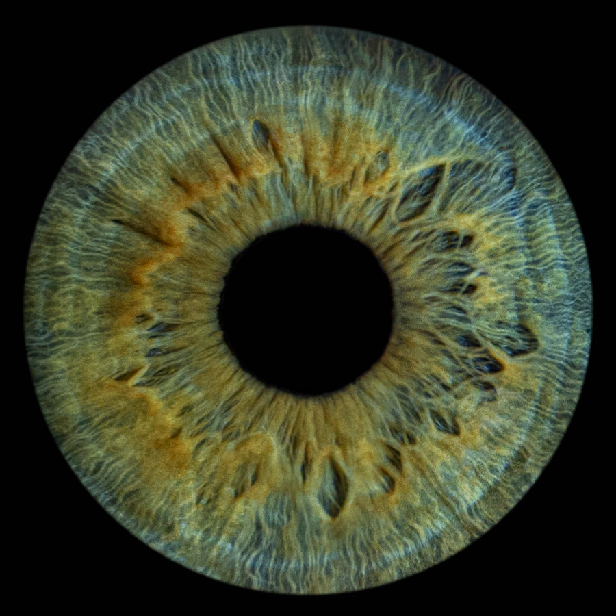 A deep blue iris
