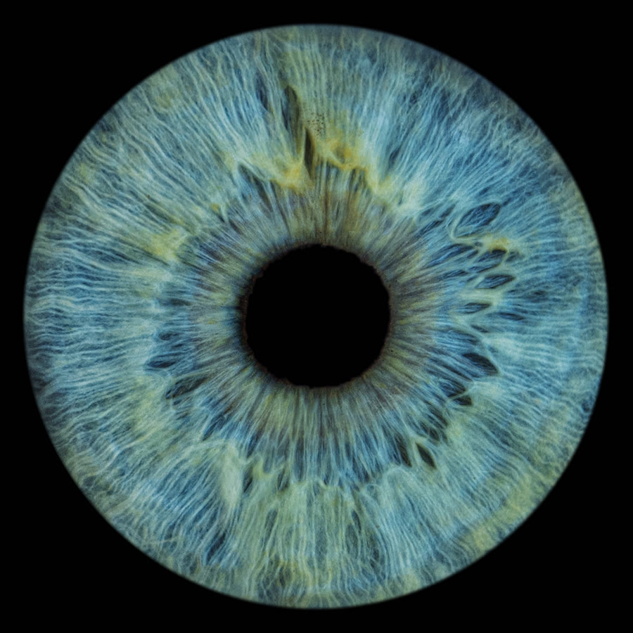 A hazel iris