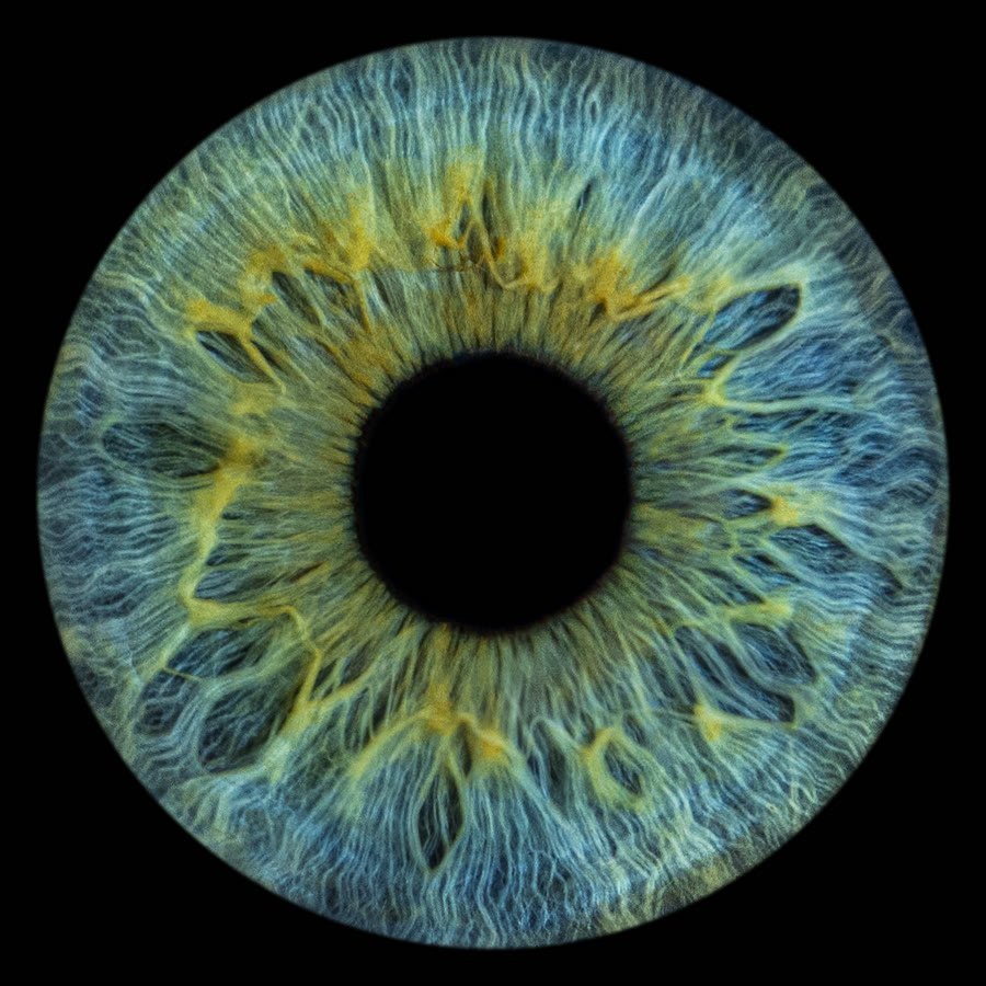 A sea-green iris